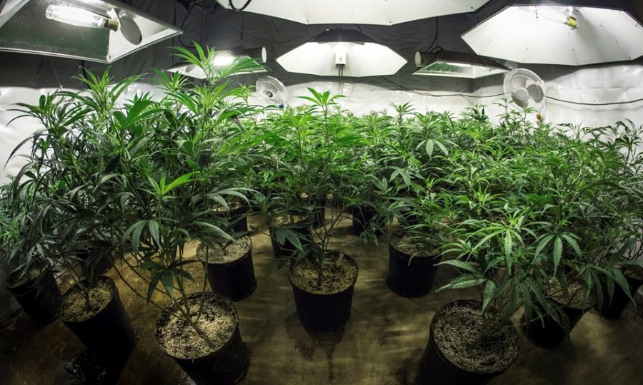 How To Grow Weed: The 3 Stages Of Growing Cannabis