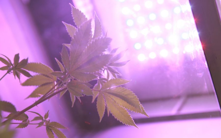 Marijuana growth stage