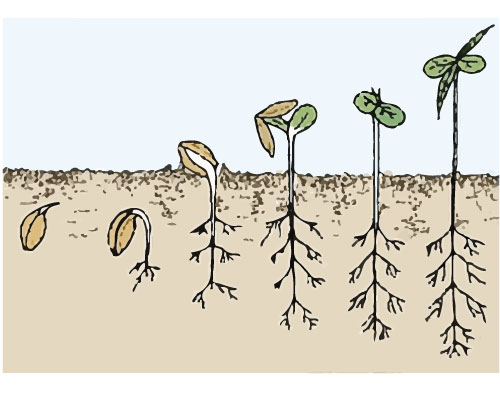 germination of cannabis seeds