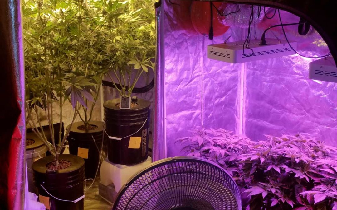 grow tent cannabis grow room