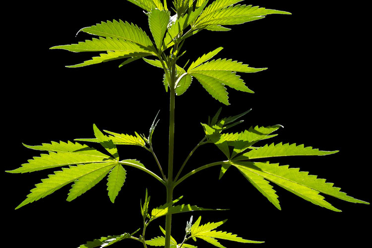 Late Vegetative Growth: Guide To Late Vegetative Growth For Cannabis