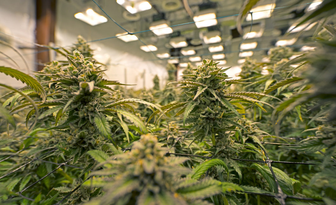 Flowering Growth: Guide To Growing Flowering Cannabis